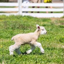 picture of lamb