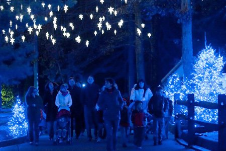 A group of people walking through Bush Gardens decorated for Christmas at night